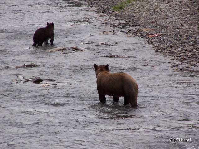 100_3891B_AK_Hyder_Bears.jpg - Checking the other end of the creek where they came from. Just can't make up their mind where to go. ~August 1, 2004, Fish Creek - Hyder, Alaska