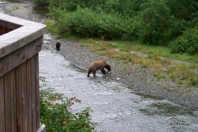 100_3901_P0002600_AK_Hyder_Bears.jpg - This is the corner of the platform we stood on to take pictures. The bears were below us and close. They were so much fun to watch. ~August 1, 2004, Fish Creek - Hyder, Alaska