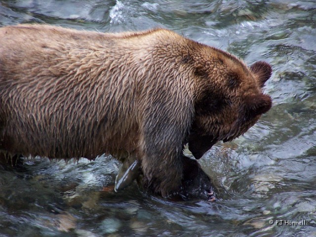 100_3912_AK_Hyder_Bears.jpg - The bears make fishing look easy. They caught many while we were taking pictures but didn't seem to eat them. Someone told me they only eat the heads and tails. ~August 1, 2004, Fish Creek - Hyder, Alaska