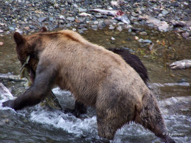 100_3913_AK_Hyder_Bears.jpg - Sharing - Actually she growled at the cub and chased him off. I think she was teaching him (or her) to catch his (or her)  own dinner. ~August 1, 2004, Fish Creek - Hyder, Alaska