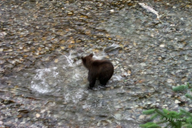 _P0002568_AK_Hyder_Bears.jpg - This little guy liked to play. He would run down stream causing the salmon to jump and splash. ~August 1, 2004, Fish Creek - Hyder, Alaska