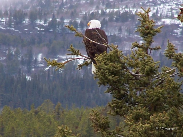 100_8327_YT_Whitehorse_Eagle.JPG - On the return trip home we saw this Eagle just sitting there waiting for his picture to be taken.  Whitehorse, Yukon Territory, Canada  ~May 18, 2006