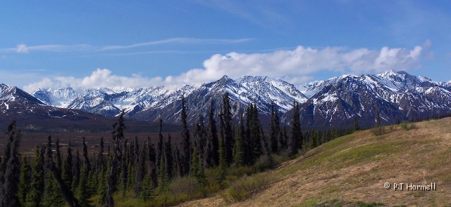 Pano_AK_GlennHwy_ChugachMtns.jpg - View from Milepost 119 on the Glenn Highway. There were many dead fir trees but the mountain view was beautiful. ~June 2, 2006(Created from 2-photos. 100_8690 and 100_8700)