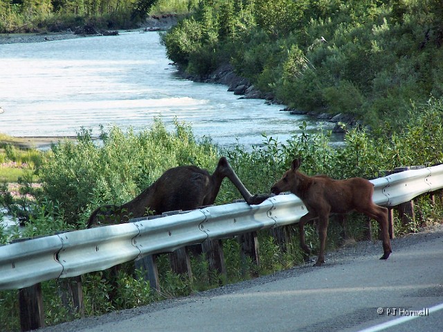 100_1502_AK_ParksHwy_Moose.jpg - Momma moose and baby ran across the highway in front of us.  Momma jumped the guardrail but the baby couldn't make the jump. Parks Highway, north of Talkeetna, Alaska~July 9, 2006