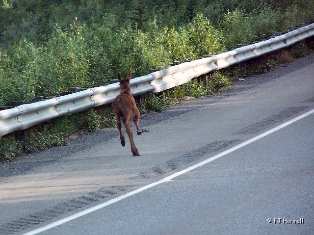 100_1503_AK_ParksHwy_Moose.jpg - The little moose kept running along the guardrail trying to find a way over to get back to momma.  Parks Highway, north of Talkeetna, Alaska~July 9, 2006