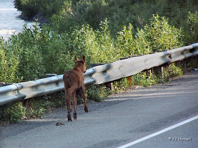 100_1504_AK_ParksHwy_Moose.jpg - We drove real slow, keeping an eye on him until another RV came from the opposite direction. When the other RV saw our emergency lights flashing he also slowed down, but it spooked the baby moose.  He turned around and ran behind us. We don't know if he ever found his way over the guardrail or if his mother came back.  Parks Highway, north of Talkeetna, Alaska~July 9, 2006