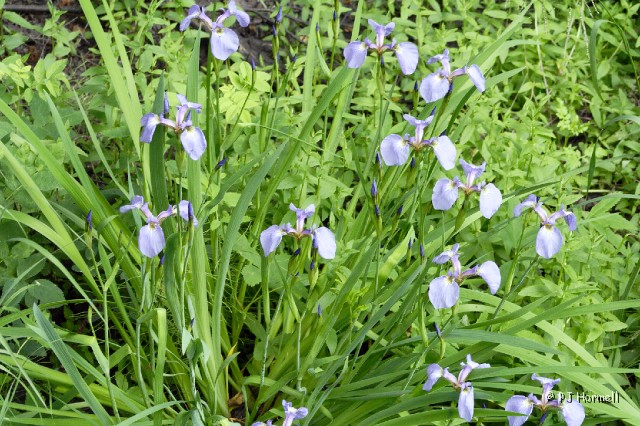IMG_2015_AK_Fairbanks_Iris.jpg - Wild Iris, which we spotted in several areas of Alaska. Creamer's Field, Fairbanks, Alaska.  ~July 12, 2006