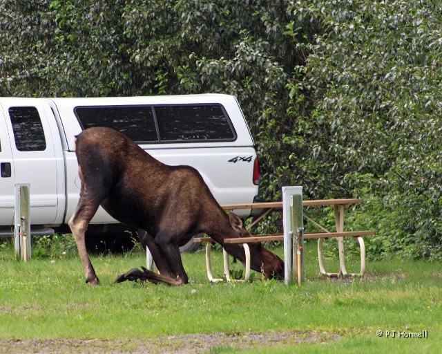 IMG_2032_AK_Fairbanks_Moose.jpg - And she was determined to get at that grass under the picnic table. Riverside RV Park, Fairbanks, Alaska  ~July 17, 2006