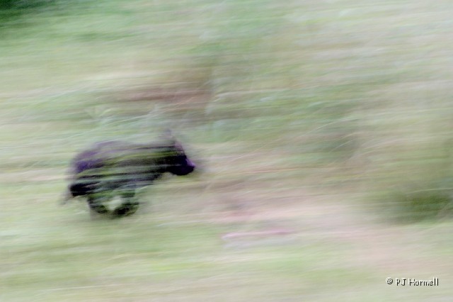 IMG_2145_AK_Hyder_GrizzlyCub.jpg - Ooops! This is what you get when you forget to change the settings on the camera.  I kind of like it though... looks like this young grizzly cub is faster than a speeding bullet.  Fish Creek, Hyder, Alaska  ~July 31, 2006