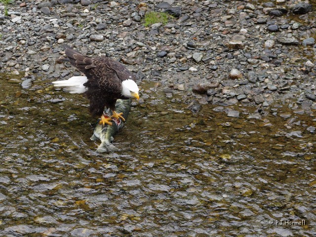 IMG_2153c_AK_Hyder_Eagle.jpg - The Eagles Dinner - There were a couple of Bald Eagles that came in to feed on the spawning salmon.  Fish Creek, Hyder, Alaska  ~July 31, 2006