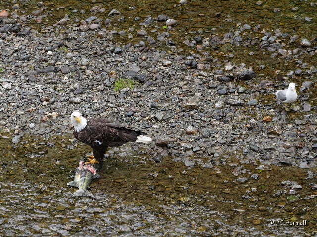 IMG_2154c_AK_Hyder_Eagle.jpg - It's Mine! - After the Bald Eagle flew away the gull moved in.  Fish Creek, Hyder, Alaska  ~July 31, 2006