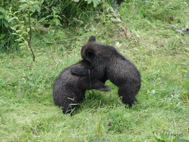 IMG_2165c_AK_Hyder_GrizzlyCubs.jpg - Playtime - Two grizzly cubs playing at Fish Creek, Hyder, Alaska  ~July 31, 2006