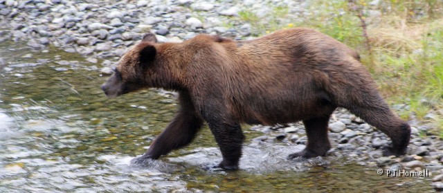 IMG_2174c_AK_Hyder_Grizzly.jpg - On the Prowl - We stopped at Fish Creek to watch the grizzly and black bears feeding on spawning salmon.  While we were there we saw a momma grizzly with three cubs, a young black bear, gulls and eagles.  Hyder, Alaska  ~July 31, 2006
