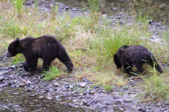 IMG_2179_AK_Hyder_GrizzlyCubs.jpg - Two grizzly cubs at Fish Creek,  Hyder, Alaska  ~July 31, 2006