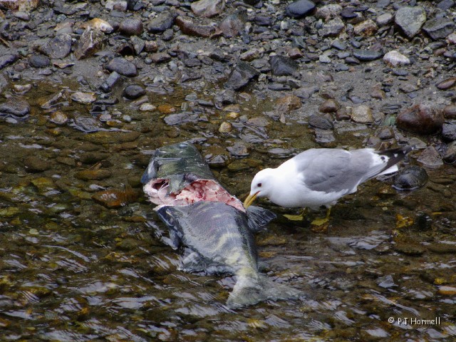 IMG_2186c_AK_Hyder_GullSalmon.jpg - Just a Snack - The gull took over after the eagles left the area.  Fish Creek, Hyder, Alaska  ~July 31, 2006
