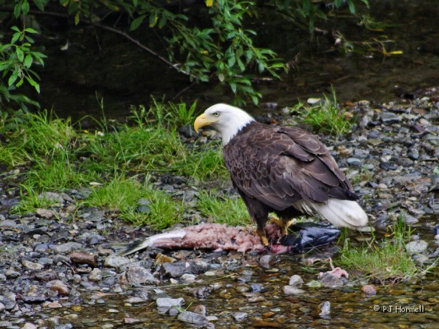 IMG_2217c_AK_Hyder_BaldEagle.jpg - Bald Eagle - Eagles soared in for a share of the spawning salmon.  Fish Creek, Hyder, Alaska  ~July 31, 2006