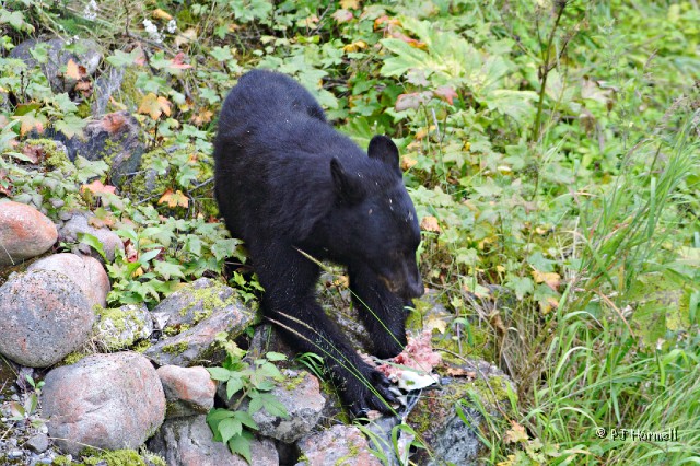 IMG_2223_AK_Hyder_BlackBear.jpg - This young black bear paid no attention to all the cameras snapping pictures from the deck above him. Fish Creek, Hyder, Alaska  ~July 31, 2006