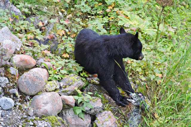 IMG_2229_AK_Hyder_BlackBear.jpg - Someting in the creek caught his attention.  Fish Creek, Hyder, Alaska  ~July 31, 2006