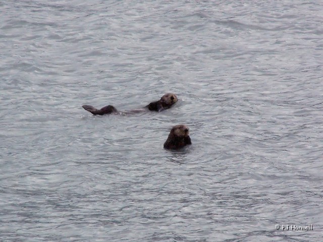100B0250c_AK_KenaiFjordsNP_SeaOtter.JPG - Sea Otters - Kenai Fjords National Park, Seward, Alaska  ~June 21, 2006