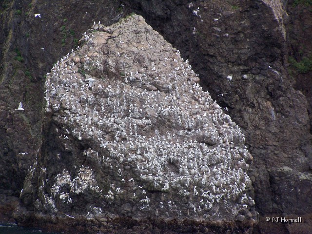 100B0551_AK_KenaiFjordsNP_Gulls.JPG - Gulls on an Islet - Kenai Fjords National Park, Seward, Alaska  ~June 21, 2006
