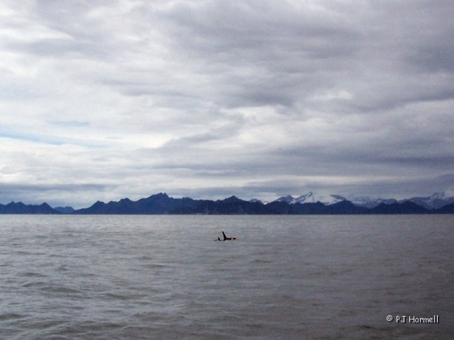 100B0620_AK_KenaiFjordsNP_Orca.JPG - Orca - Kenai Fjords National Park, Seward, Alaska  ~June 21, 2006