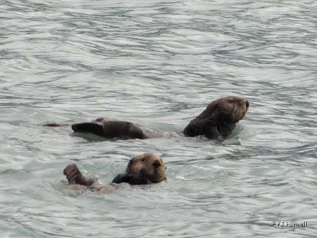 IMG_1619c_AK_KenaiFjords_SeaOtter.jpg - Sea Otters - They are a lot larger than you might think. Kenai Fjords National Park, Seward, Alaska  ~June 21, 2006