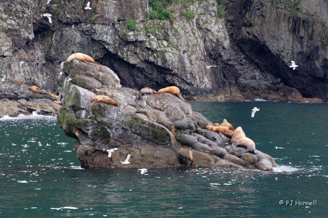 IMG_1641_AK_KenaiFjords_SeaLions.jpg - Sea Lions - Kenai Fjords National Park, Seward, Alaska  ~June 21, 2006