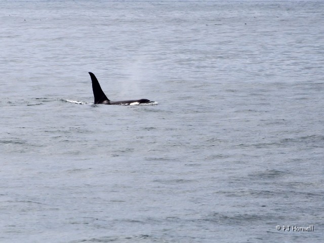 IMG_1670_AK_KenaiFjordsNP_Orca.jpg - Orca - We finally saw and Orca.  Kenai Fjords National Park, Seward, Alaska  ~June 21, 2006