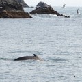 IMG_1760c_AK_KenaiFjordsNP_Whale