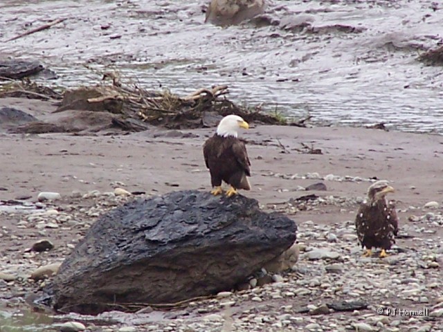 100_9994_AK_Ninilchick_Eagles.JPG - I'm Ignoring You - While visiting Ninilchick we watched the eagles on a small stream and there were quite a few, both mature and juvenile.  A juvenile eagle was sitting on a rock when a mature bald eagle dove down and knocked him off the rock.  Ninilchick, Alaska  ~June 15, 2006