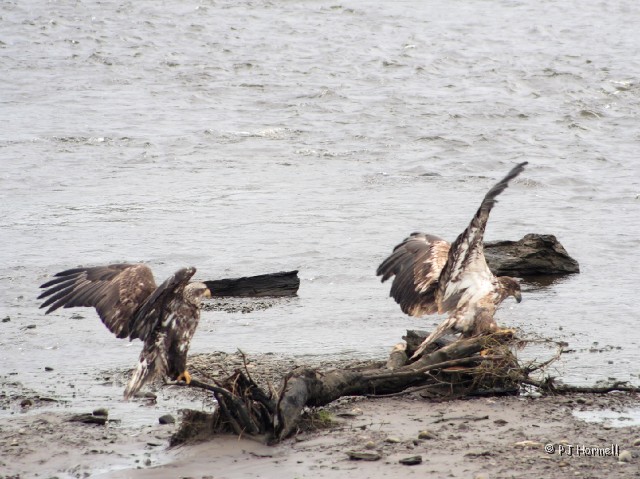 IMG_1526c_AK_Ninilchick_Eagles.jpg - Juvenile Bald Eagles - This eagle kept busy for at least 15-minutes.  Ninilchick, Alaska  ~June 15, 2006