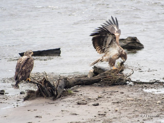 IMG_1530c_AK_Ninilchick_Eagles.jpg - Juvenile Bald Eagles - They were interesting to watch. Ninilchick, Alaska  ~June 15, 2006