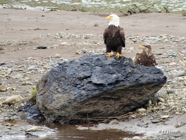 IMG_1549c_AK_Ninilchick_Eagles.jpg - Eagles at Ninilchick - The juvenile eagle was sitting on the rock when along came the mature bald eagle and knocked him off.  Doesn't he look ticked off?  ~June 15, 2006