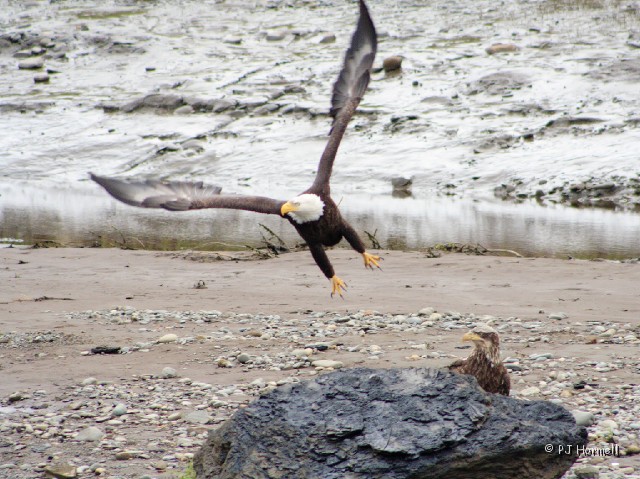 IMG_1568c_AK_Ninilchick_Eagles.jpg - Lift Off - After he took over the perch he flew away. Ninilchick, Alaska  ~June 15, 2006