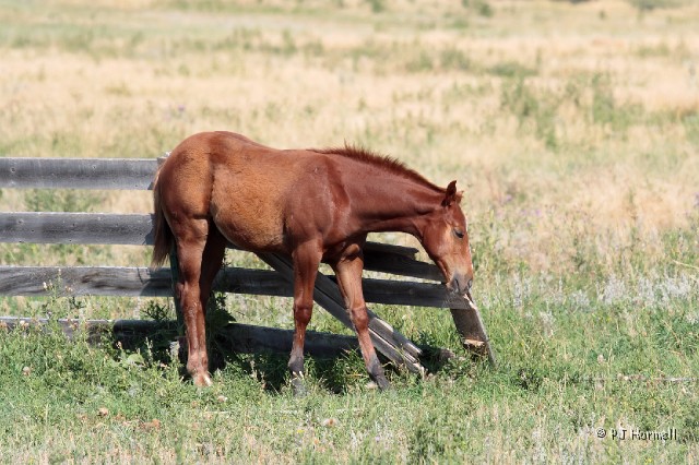 IMG_4038_WY_FortKearny_Horse.jpg - Near Fort Phil Kearny, Wyoming.  ~August 1, 2007
