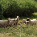 IMG_2246_WY_Encampment_Sheep