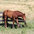 IMG_4038_WY_FortKearny_Horse