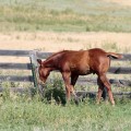 IMG_4039_WY_FortKearny_Horse