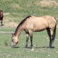IMG_4040_WY_FortKearny_Horse