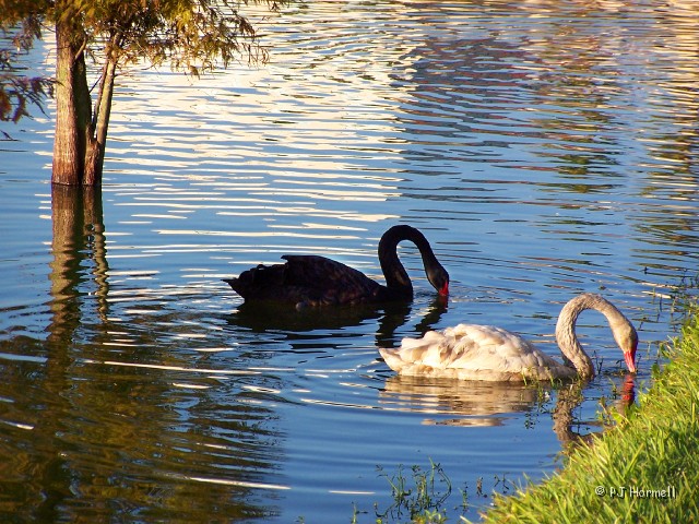 100B6800_FL_Lakeland_Swans.jpg - Young Mute Swan and a Black Swan. Lake Morton, Lakeland, Florida ~November 11, 2005