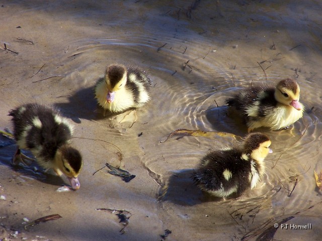 100_0570B_FL_Lakeland_Ducklings.JPG - Four cute little fuzzball ducklings at Lake Morton - Lakeland, Florida  ~February 22, 2004