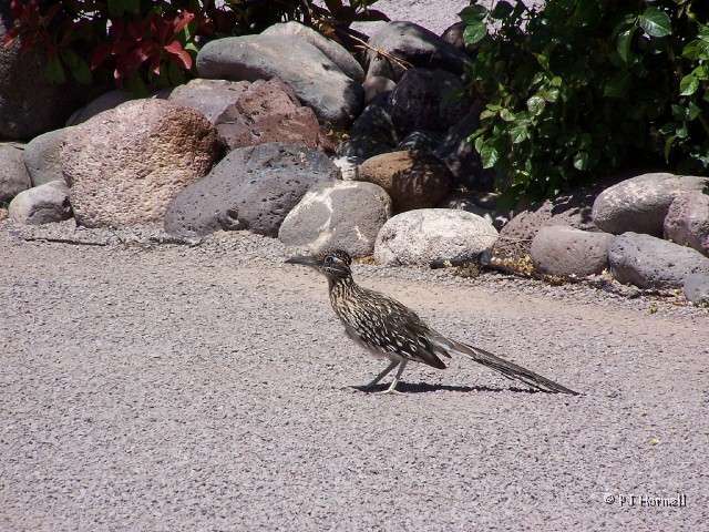100_0958_NM_LasCruces_RoadRunner.jpg - Roadrunner - We stopped in New Mexico on our way to Arizona. At the campground a roadrunner came to visit. ~April 22, 2004 - Las Cruces, New Mexico