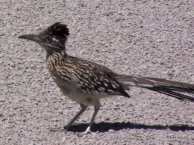 100_0960_NM_LasCruces_RoadRunner.jpg - Roadrunner - He was cautious but did not run away before Jon snapped a few pictures. ~April 22, 2004 - Las Cruces, New Mexico