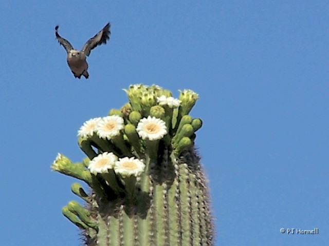 100_4683_AZ_Ajo_GilaWoodpecker.jpg - Female Gila Woodpecker - Returning to nest with food. Ajo, Arizona ~April 25, 2005