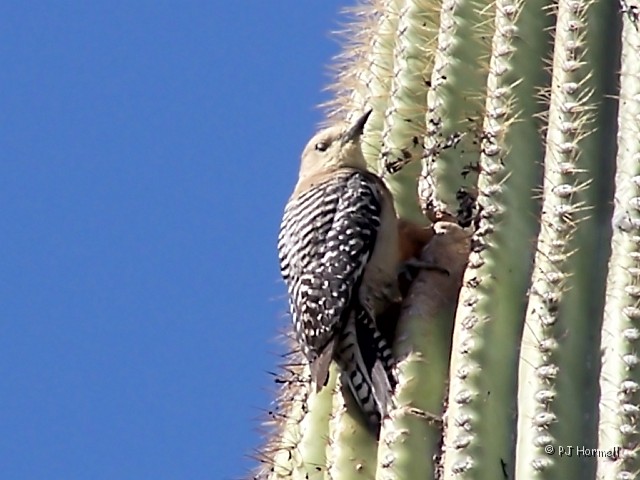 100_4686_AZ_Ajo_FemaleGilaWoodpecker.jpg - Female Gila Woodpecker at the nest. Ajo, Arizona ~April 25, 2005