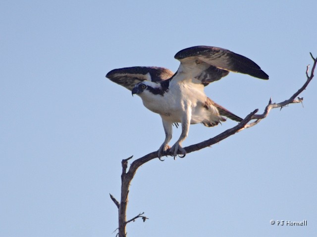IMG_0522c_FL_MerrittIsNWR_Osprey.jpg - Osprey - He let me walk up fairly close before taking flight. Merritt Island National Wildlife Reserve, Florida ~January 12, 2006