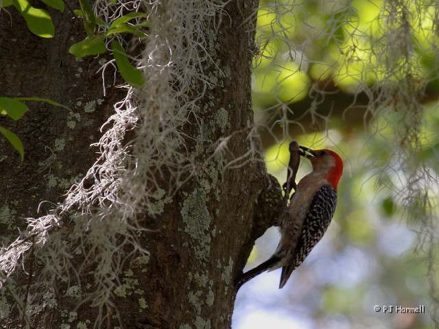 IMG_2681c_FL_Lakeland_Woodpecker.jpg - Red-Bellied Woodpecker, Lakeland, FL  ~April 8