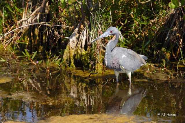 IMG_5421_FL_MerrittIslandNWR_Heron.jpg - Louisiana Heron (Tricolor Heron) - Either he is a very good hunter or the angle of the picture makes him  look plump.  Merritt Island National Wildlife Refuge, Merritt Island, Florida  ~March 2, 2008