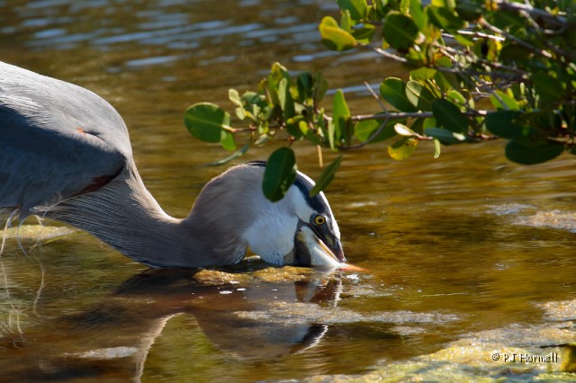 IMG_5454_FL_MerrittIslandNWR_Heron.jpg - Great Catch!  We saw this Great Blue Heron catch a large fish and swallow it.  - Merritt Island National Wildlife Refuge, Merritt Island, Florida  ~March 2, 2008
