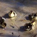 100_0570B_FL_Lakeland_Ducklings